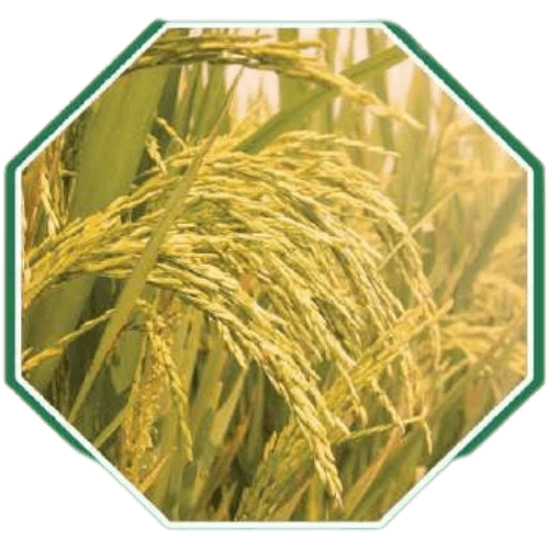 High-quality organic paddy seeds for sustainable farming