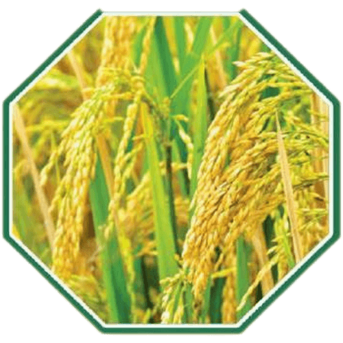 High-quality organic paddy seeds for sustainable farming