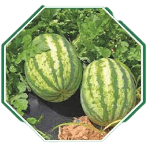 Premium organic watermelon seeds for home gardens