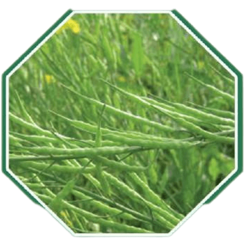 Premium organic mustard seeds for healthy terrace gardening and  farming