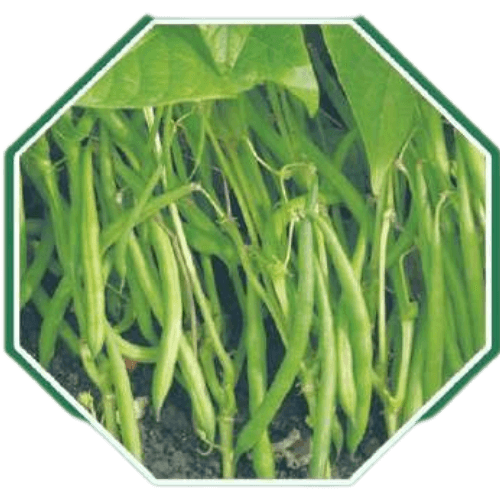 Organic bean seeds for healthy farming and gardening