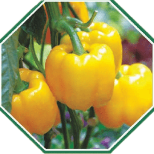 Premium organic capsicum seeds for healthy farming