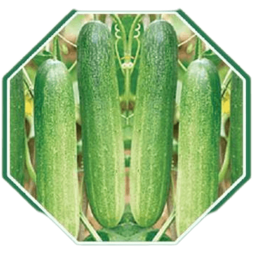 CUCUMBER