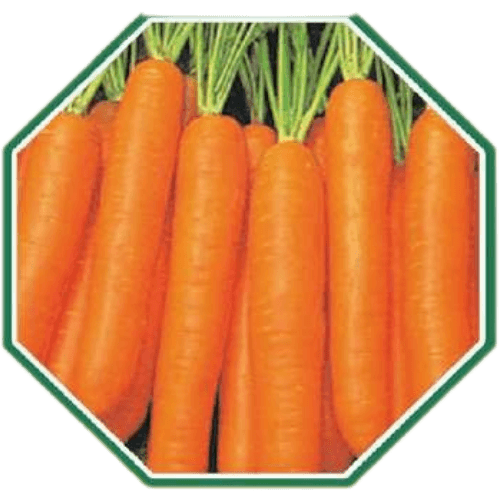 High-quality organic carrot seeds for home gardens and farming