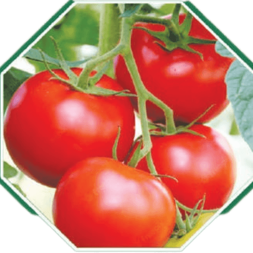 Premium organic tomato seeds for healthy gardening