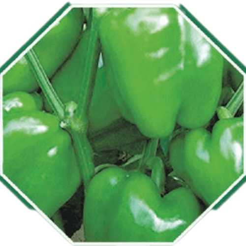 Premium organic capsicum seeds for healthy farming