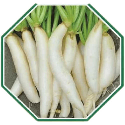 High-quality organic white radish seeds for home garden