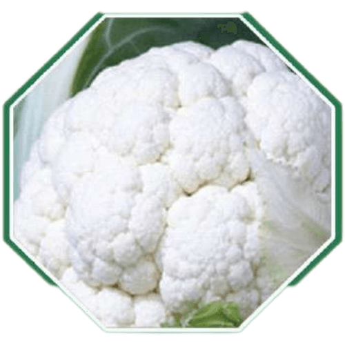 Premium organic cauliflower seeds for home gardens