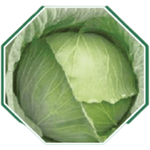 Organic cabbage seeds for healthy farming and home gardening