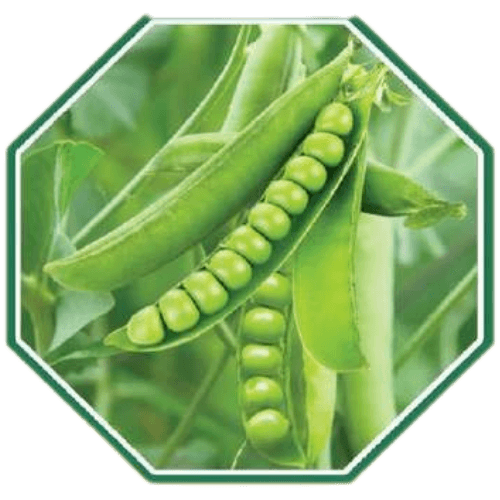 High-quality organic pea seeds for home gardening