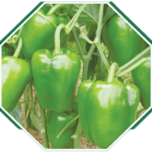 Premium organic capsicum seeds for healthy farming