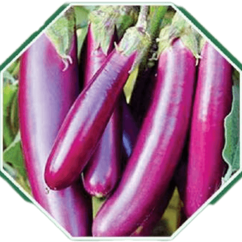 BRINJAL