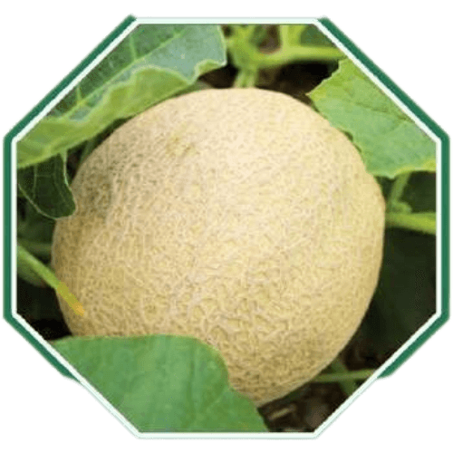 Organic muskmelon seeds for home gardening