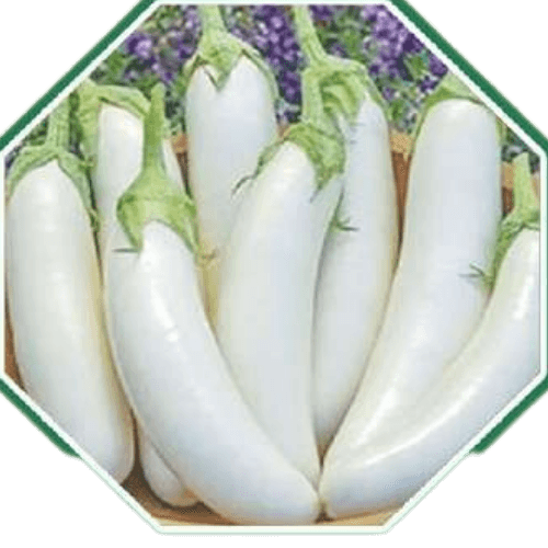 High-quality organic brinjal seeds for home gardens