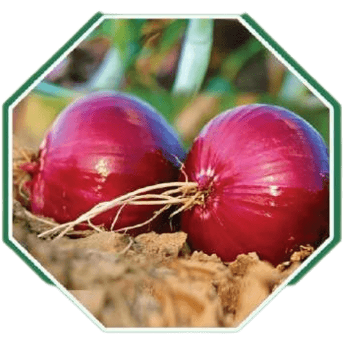 Premium organic onion seeds for home gardening