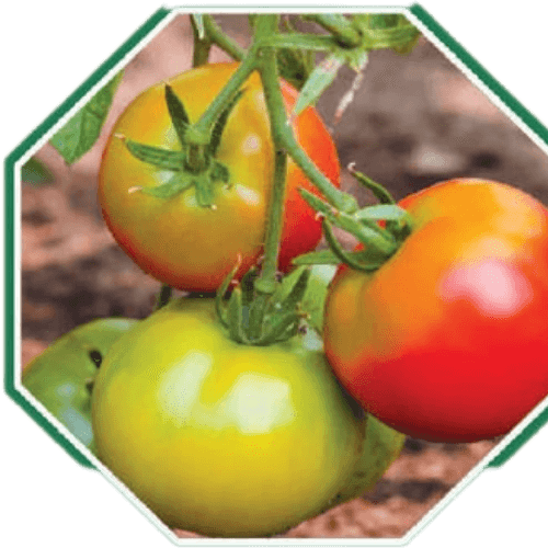 Premium organic tomato seeds for healthy gardening