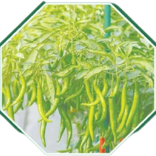 High-quality organic chilly seeds for home gardening