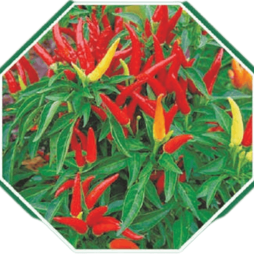 High-quality organic chilly seeds for home gardening