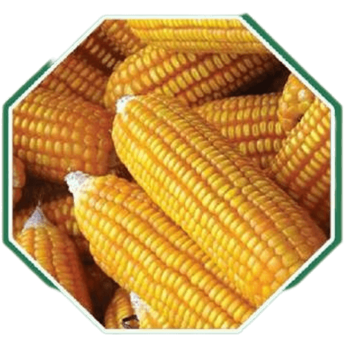 Premium organic maize seeds for healthy farming